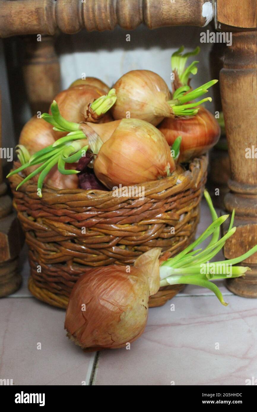 cesta de la cabeza de cebolla blanca con brotes verdes para cocinar o decoración al estilo rural Foto de stock