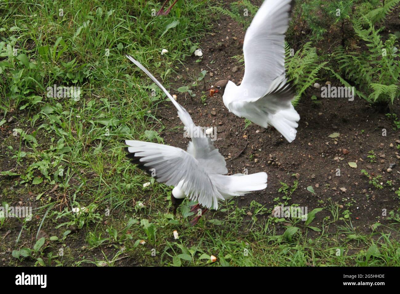 las aves blancas de la gaviota juegan en el verde parque de verano Foto de stock