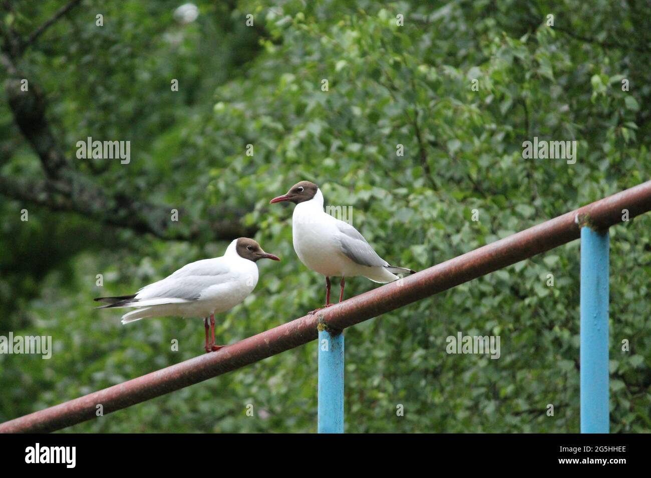 las aves blancas de la gaviota juegan en el verde parque de verano Foto de stock