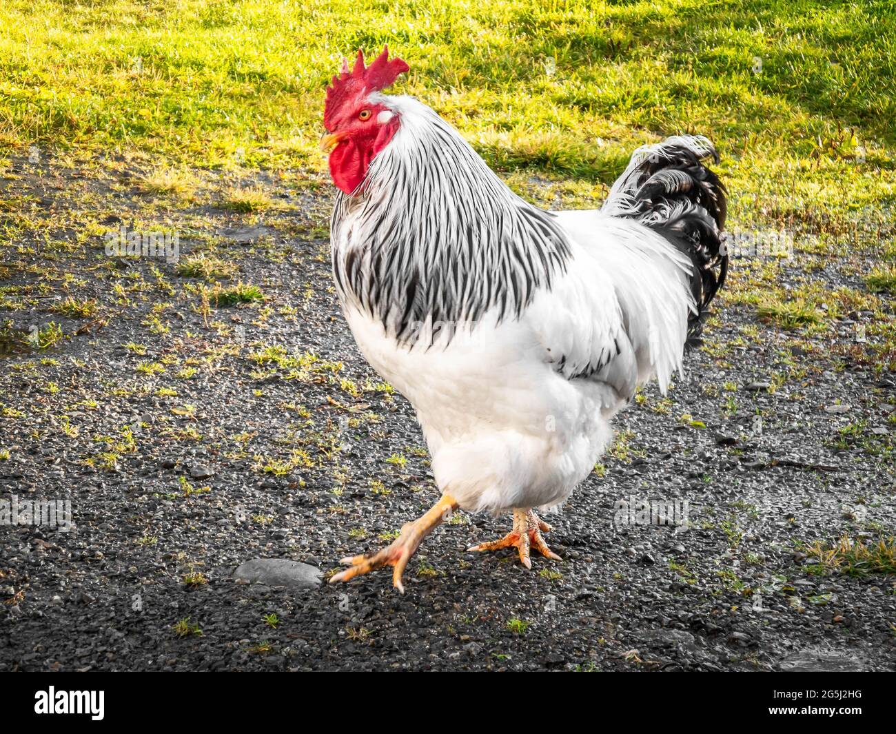 Un gallo grande y saludable, libre de jaulas, con plumas blancas y negras y peine rojo caminando afuera en verano de césped verde rural natural Foto de stock