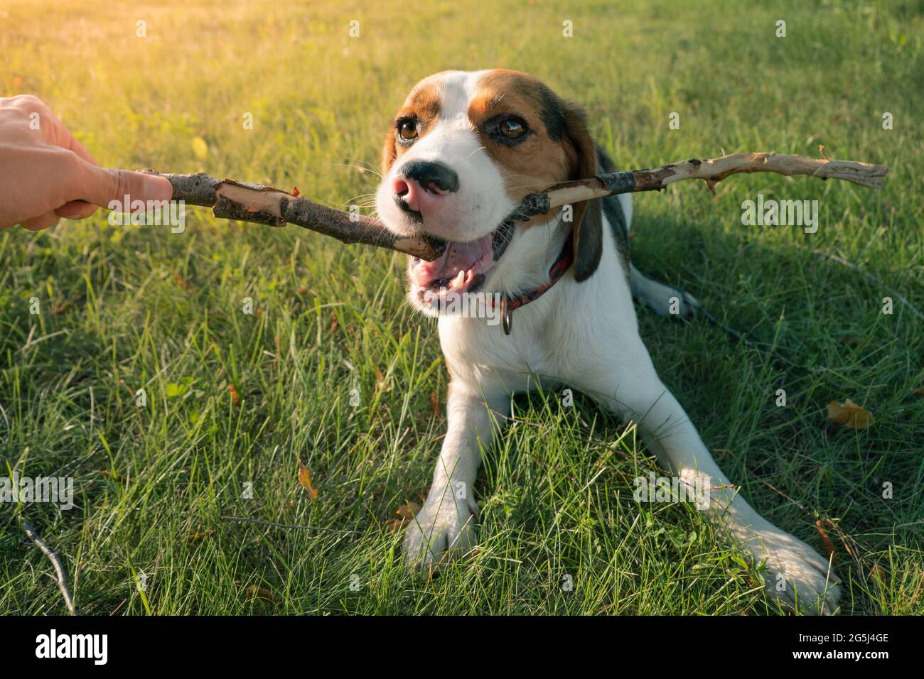 de Ten cuidado seriamente Perrito Beagle jugando con un palo, punto de vista humano. Estilo de vida  con perros al aire libre, tiempo de juego en el parque Fotografía de stock  - Alamy
