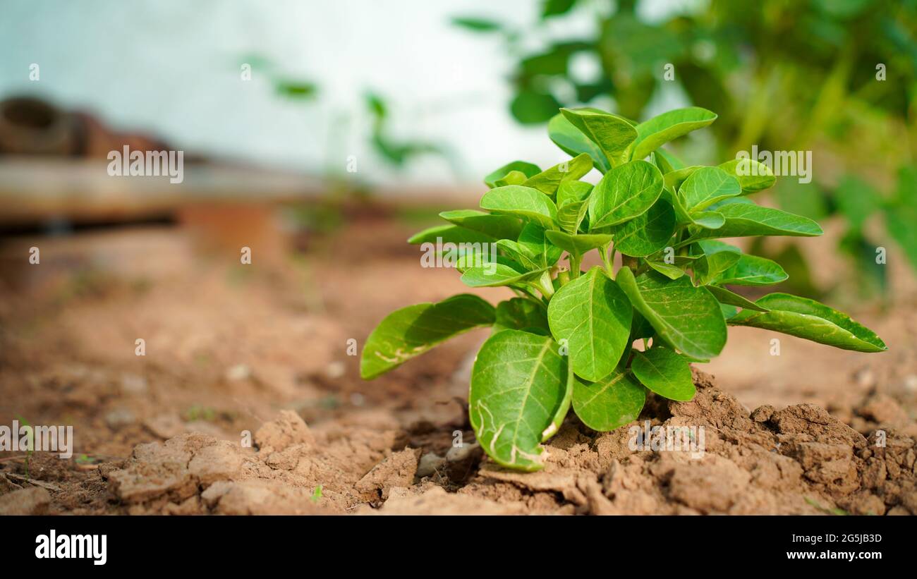 Planta floreciente de Ashwagandha o Withania Somnifera del suelo. Planta medicinal de la morera venenosa, o cereza de invierno. Foto de stock