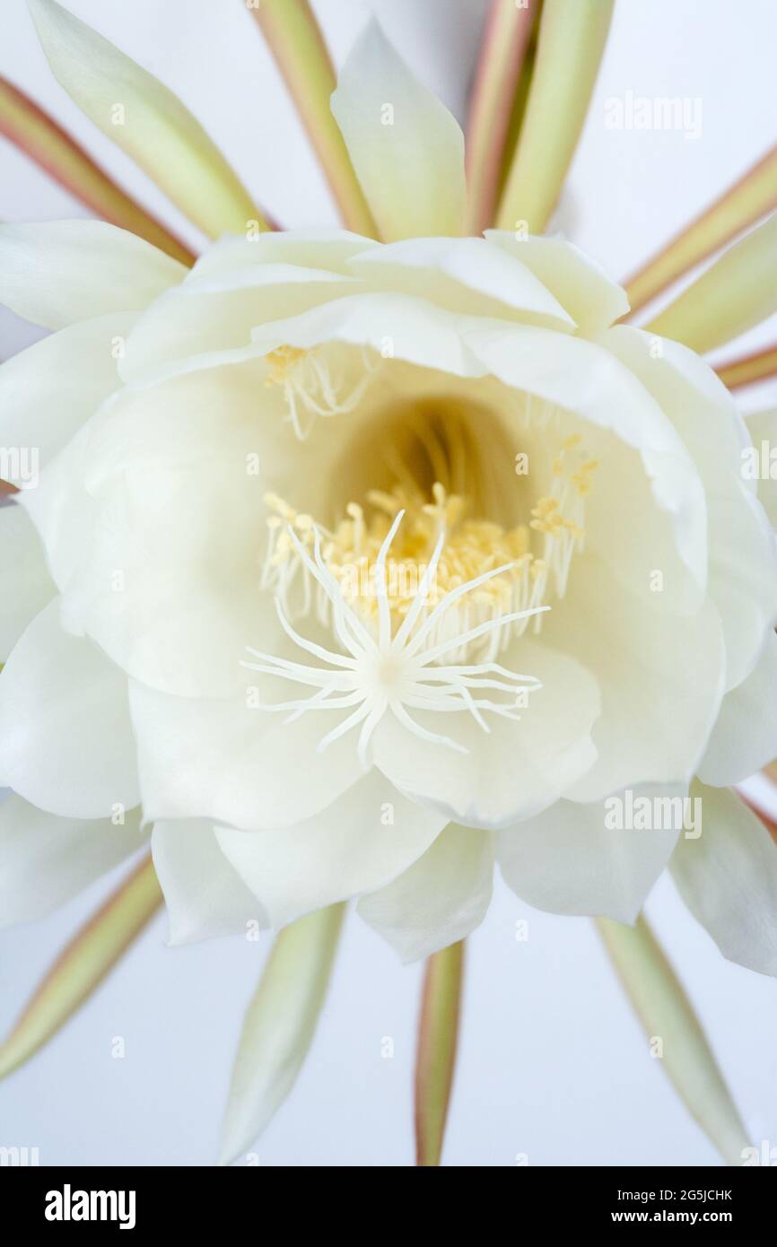 Orquídea perfumada de noche fotografías e imágenes de alta resolución -  Alamy