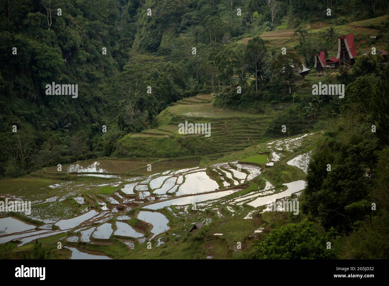 Terrazas de arroz en el pueblo de Piongan, Toraja Norte, Sulawesi Sur, Indonesia. Se proyecta que las temperaturas más altas causadas por el calentamiento global reducirán los rendimientos de los cultivos de arroz en Indonesia. Los cambios en los patrones de El Nino, que afectan el inicio y la duración de la estación húmeda, también están enviando la producción agrícola a un estado vulnerable. El desarrollo de variedades de arroz locales nuevas o mejoradas que sean más resistentes (que se hacen eco de estudios recientes en otros países) podría ser una de las claves para mitigar. Foto de stock