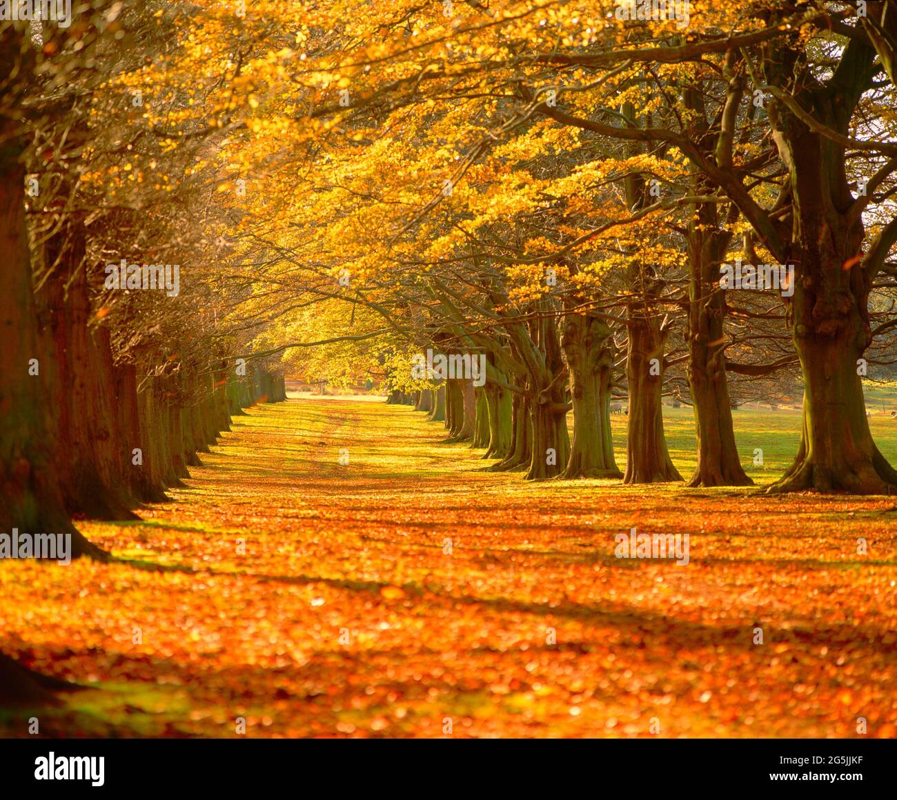 avenida de haya, otoño, Foto de stock