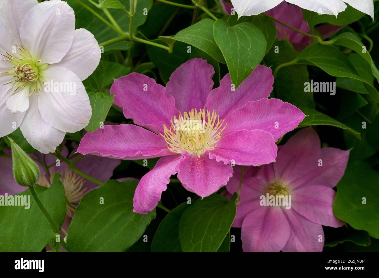 Raymond j evison fotografías e imágenes de alta resolución Alamy