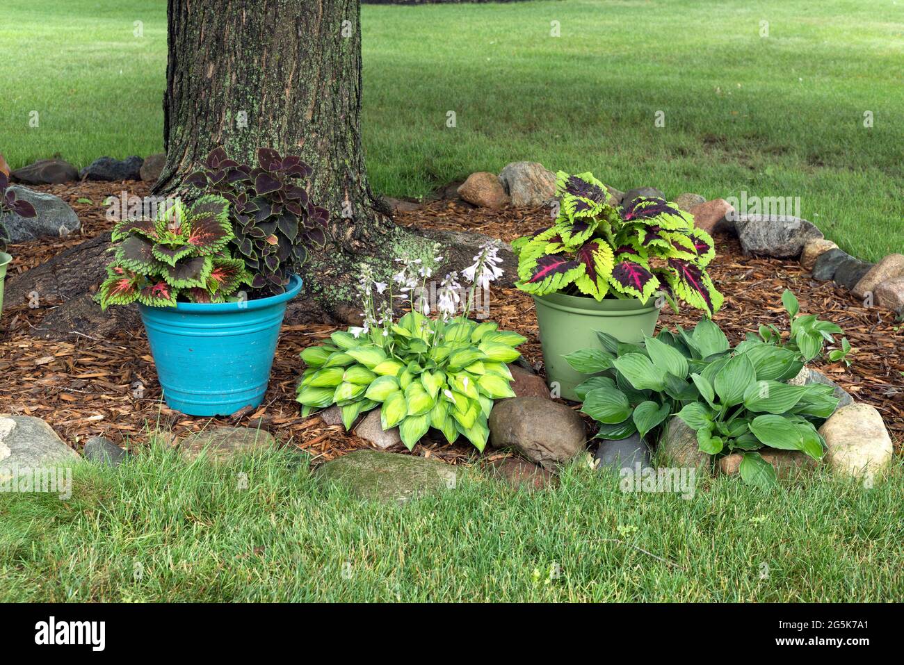 Una colorida variedad de plantas de coleos en macetas y hostas que crecen  en un césped del medio oeste a la sombra de un gran árbol de arce  Fotografía de stock -