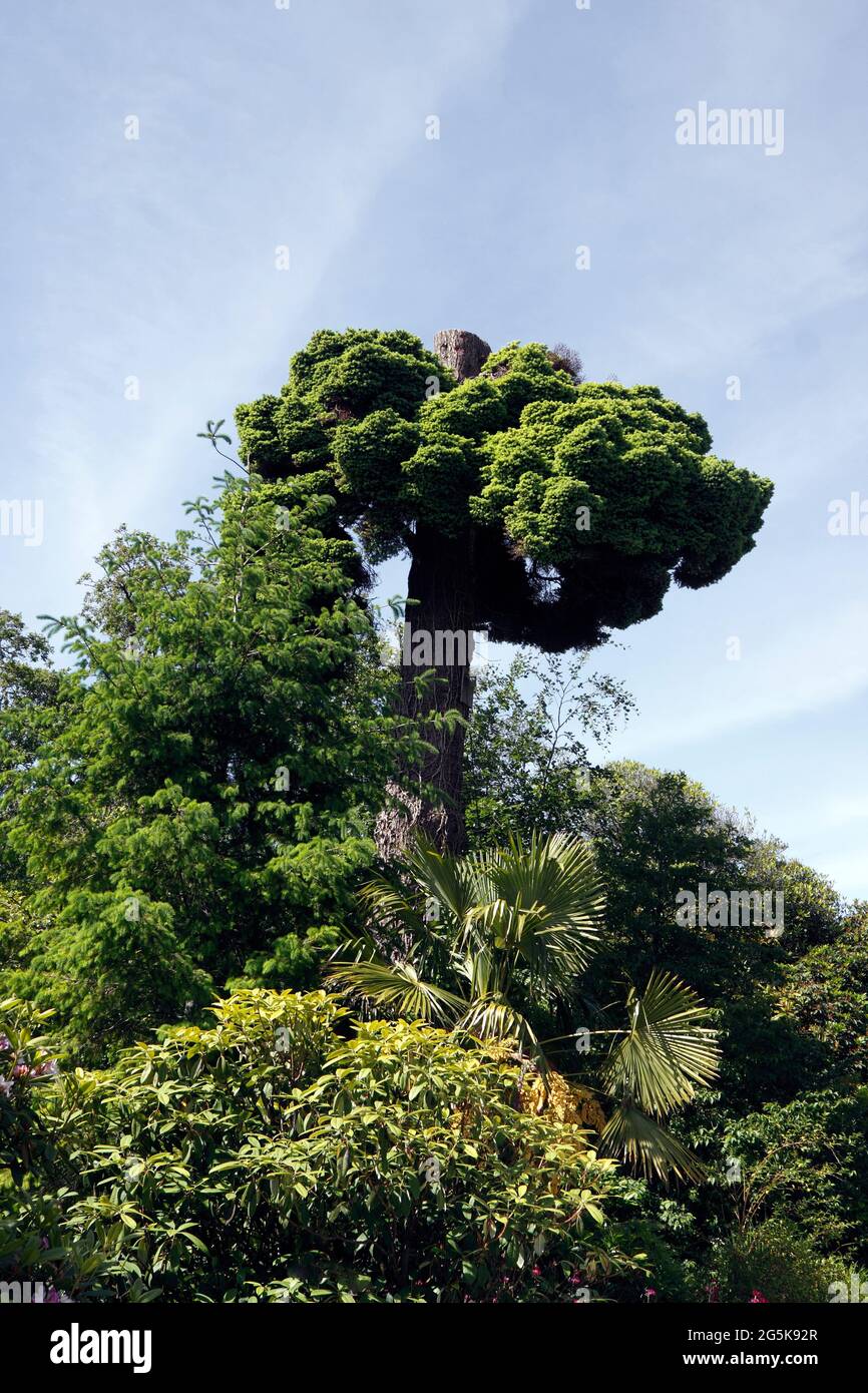 ESCOBA DE BRUJAS CRECIENDO EN UN ÁRBOL DOUGLAS FIR. Foto de stock