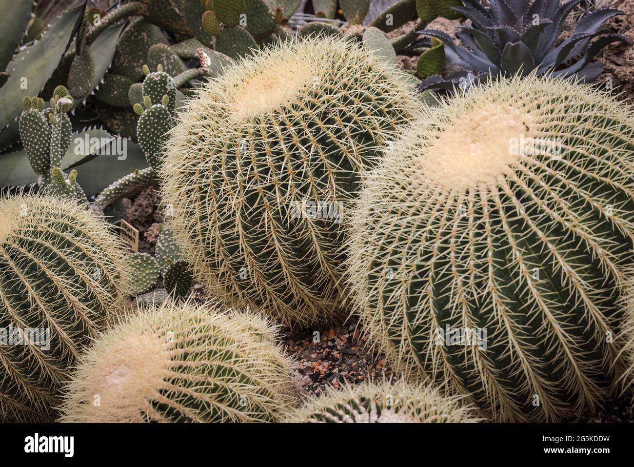 Cactus de barrel dorado ( Echinocactus grusonii) Foto de stock