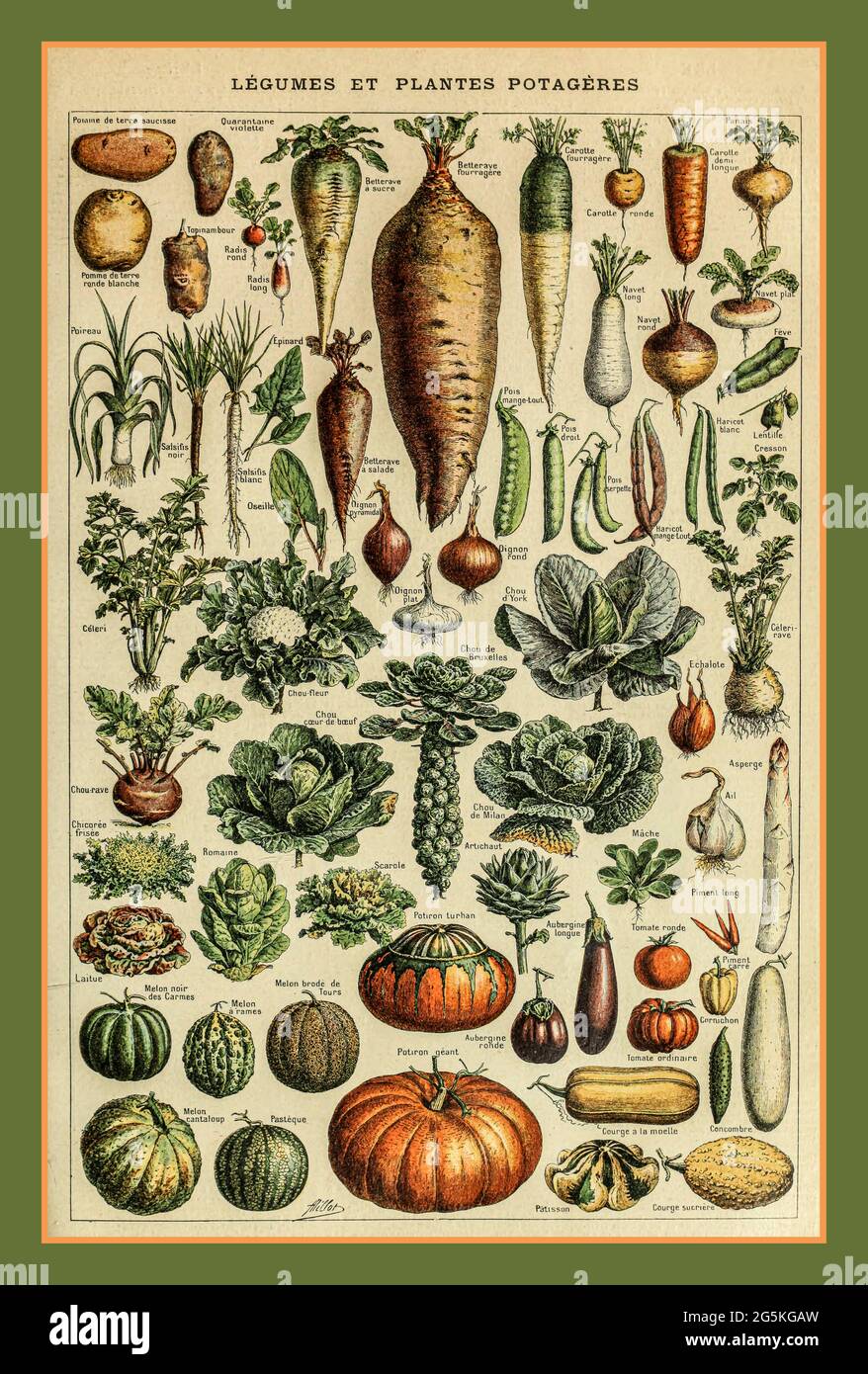 Vintage 1900s Adolphe Millot Legumes et Plante Potageres pour Tous litografía vintage 1905 Ilustración francesa del 'huerto de verduras y plantas' Foto de stock