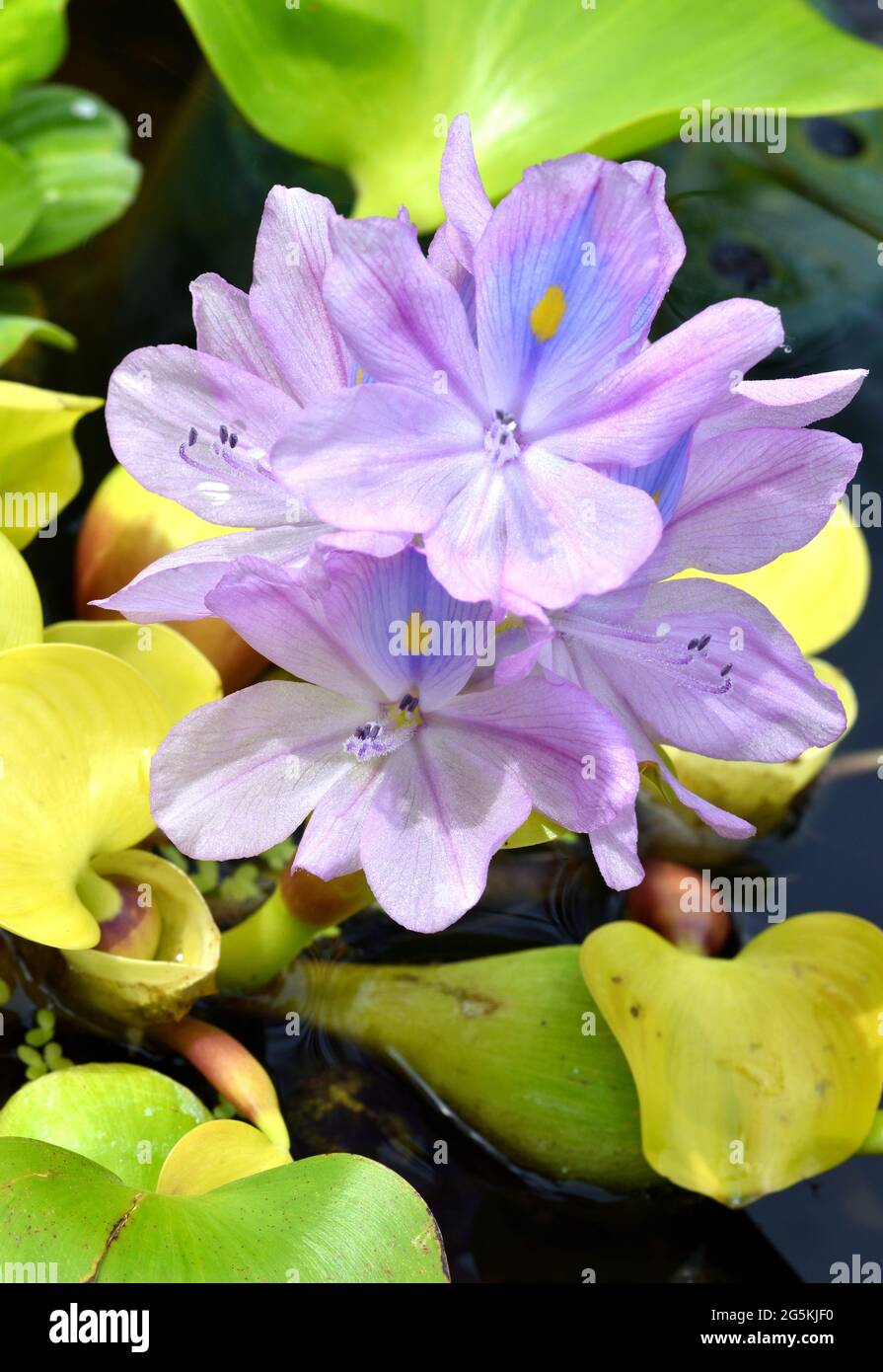Purple water hyacinth eichhornia crassipes fotografías e imágenes de alta resolución - Alamy Purple water hyacinth eichhornia crassipes fotografías e imágenes de alta resolución - Alamy