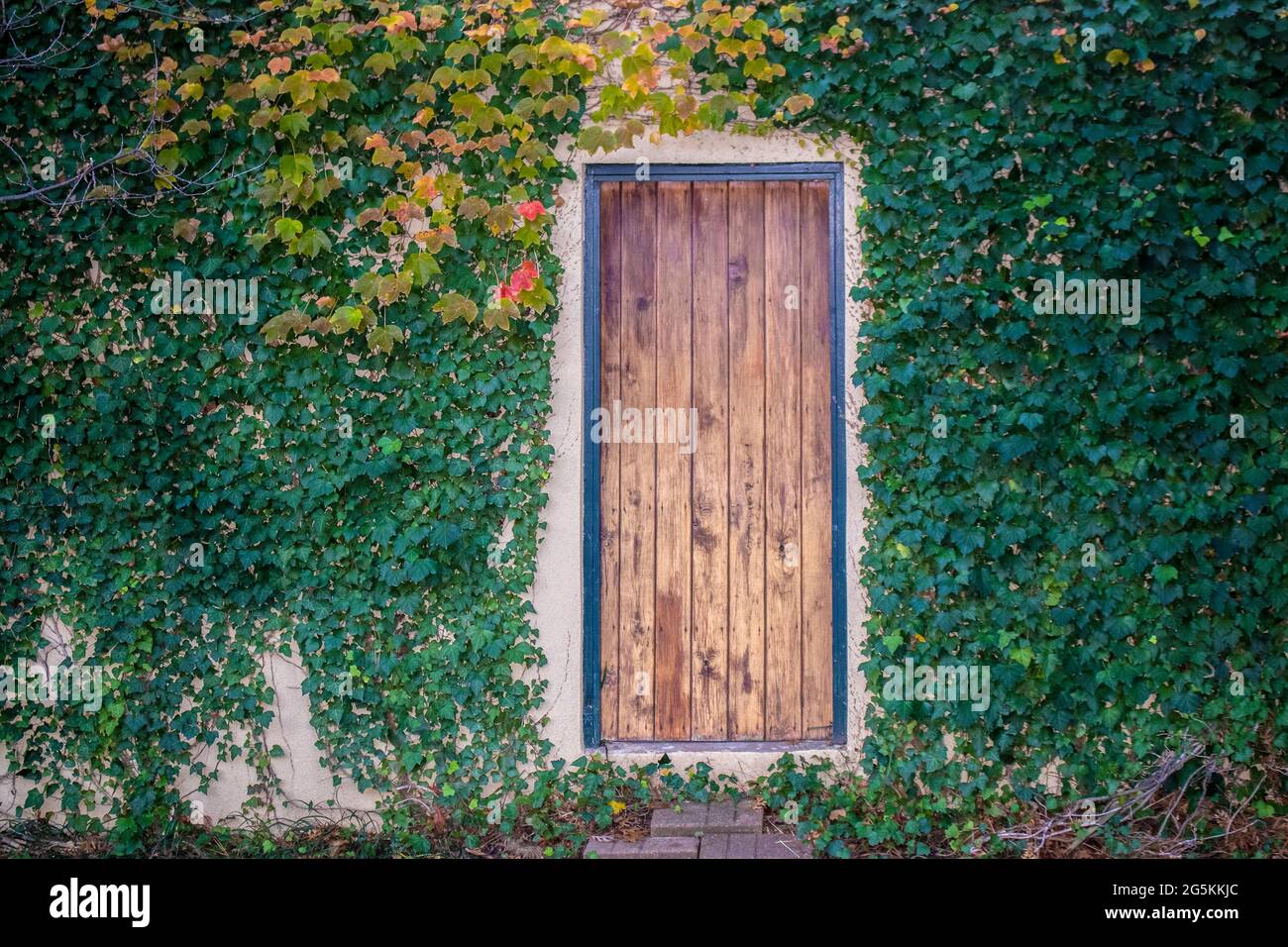 La puerta secreta - puerta rústica de madera sin ventana o pomo o cualquier manera de entrar en la pared de stucco rodeado de coloridas vides otoñales Foto de stock