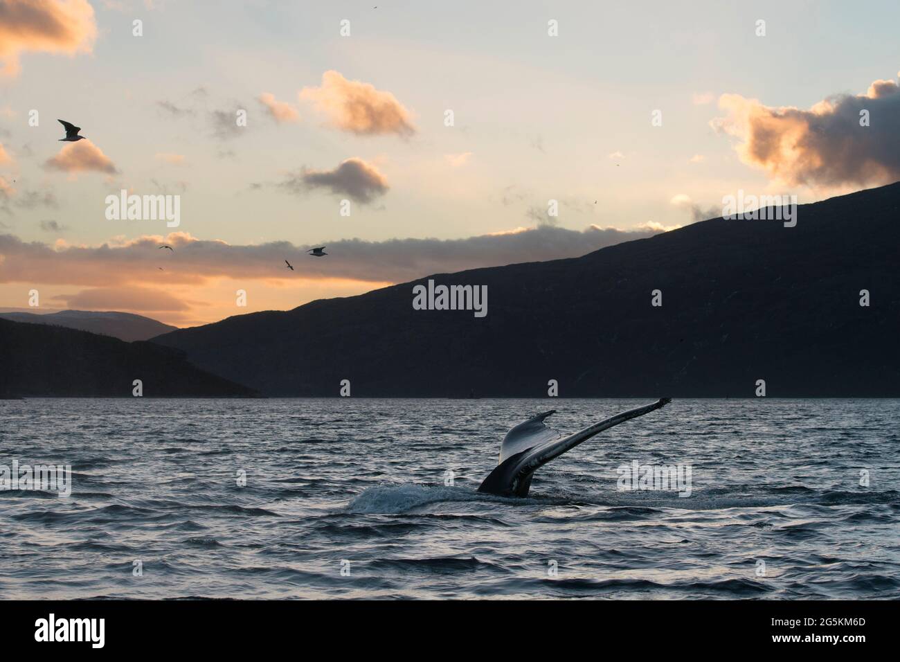 Observación de ballenas cerca de Tromso, Noruega Foto de stock