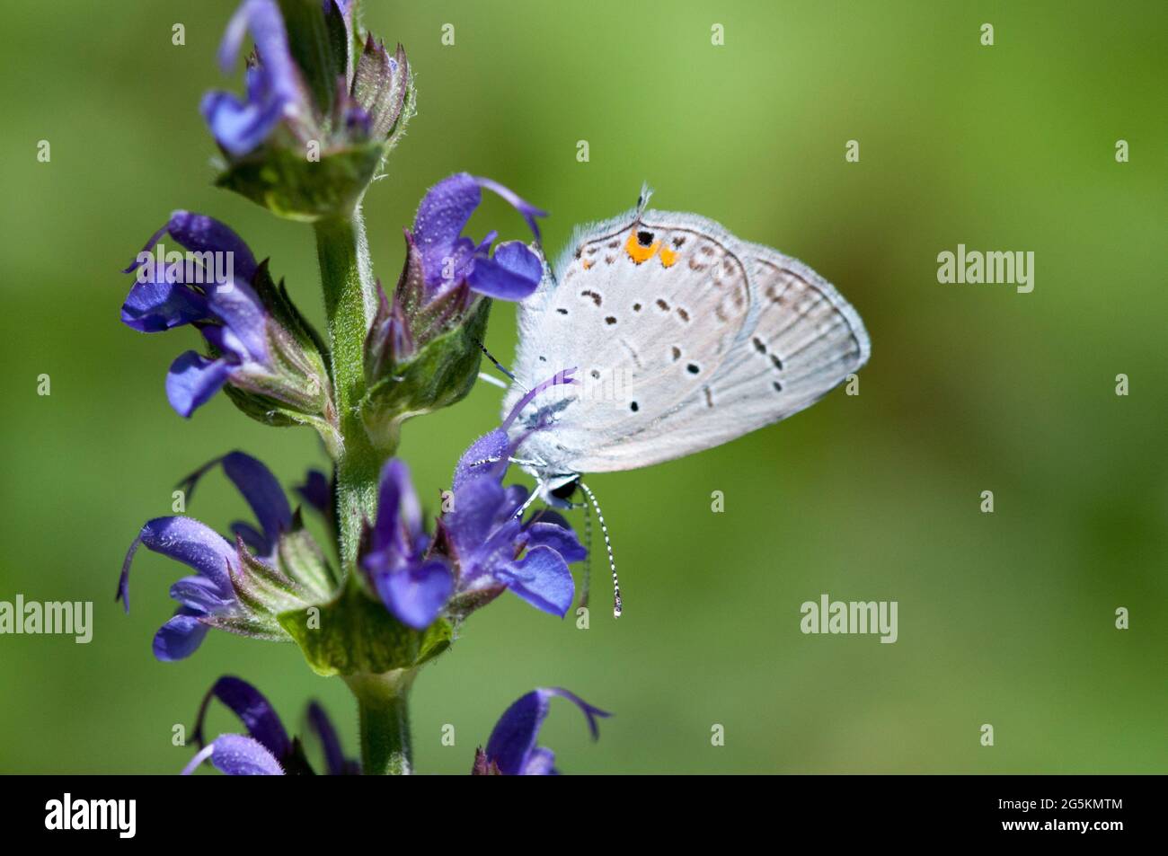 Mariposa azul cola oriental ((Everes comyntas) Foto de stock