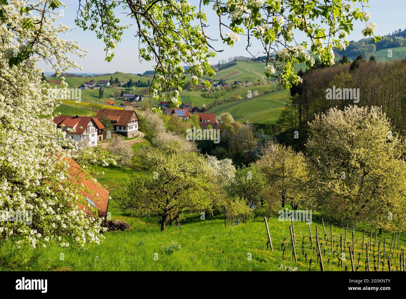 Árboles frutales en flor, Sasbachwalden, Ortenau, Selva Negra, Baden-Württemberg, Alemania, Europa Foto de stock