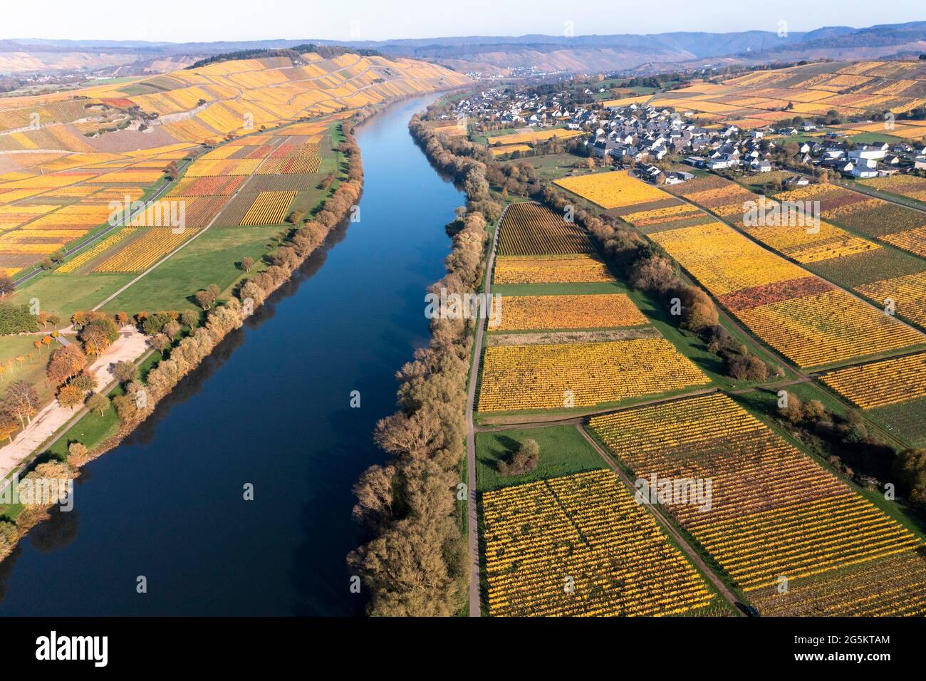 Vista aérea, viñedos en otoño, Moselle, Kesten, Bernkastel-Wittlich, Renania-Palatinado, Alemania, Europa Foto de stock