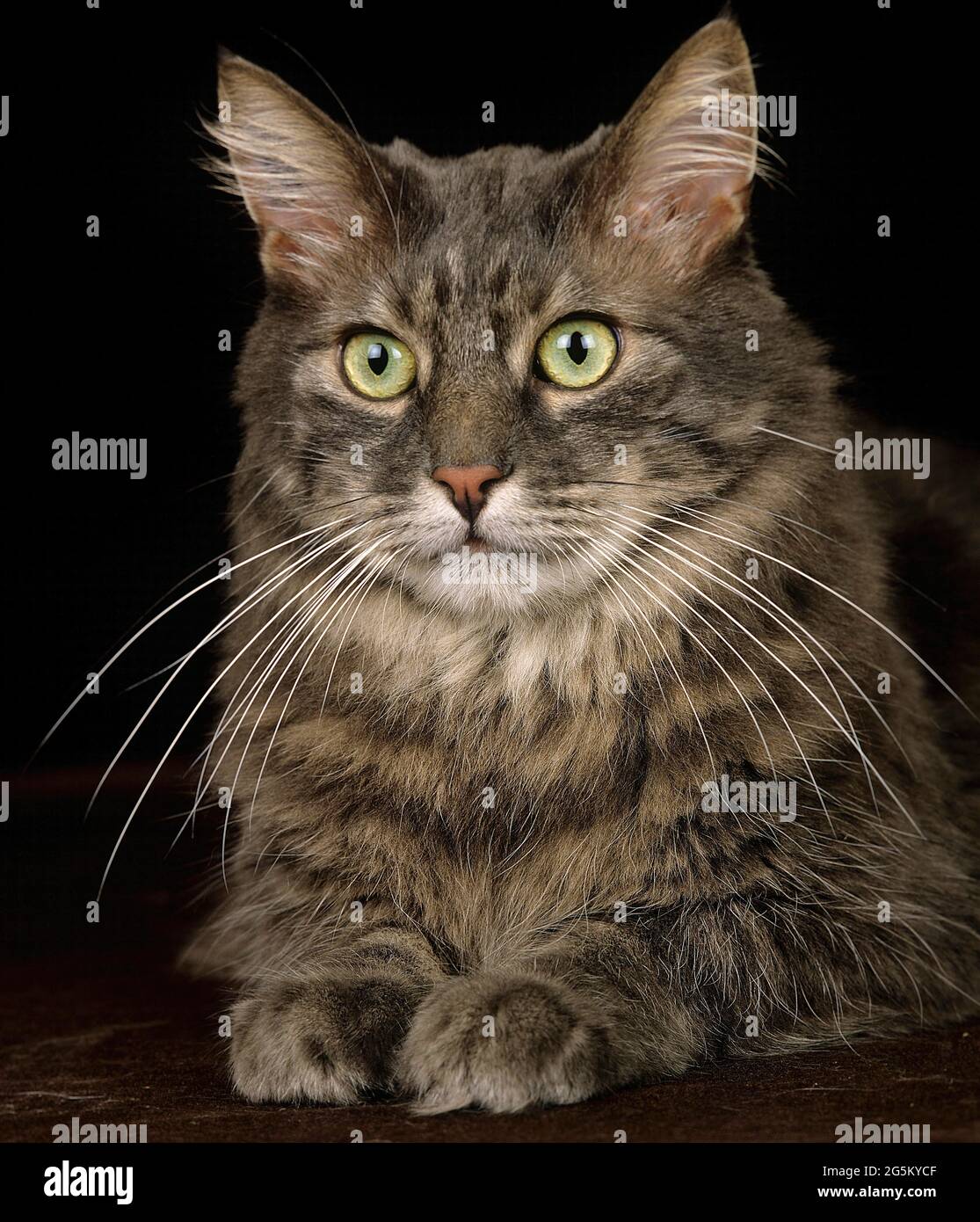 Skogkatt gato doméstico, adulto acostado Fotografía de stock - Alamy