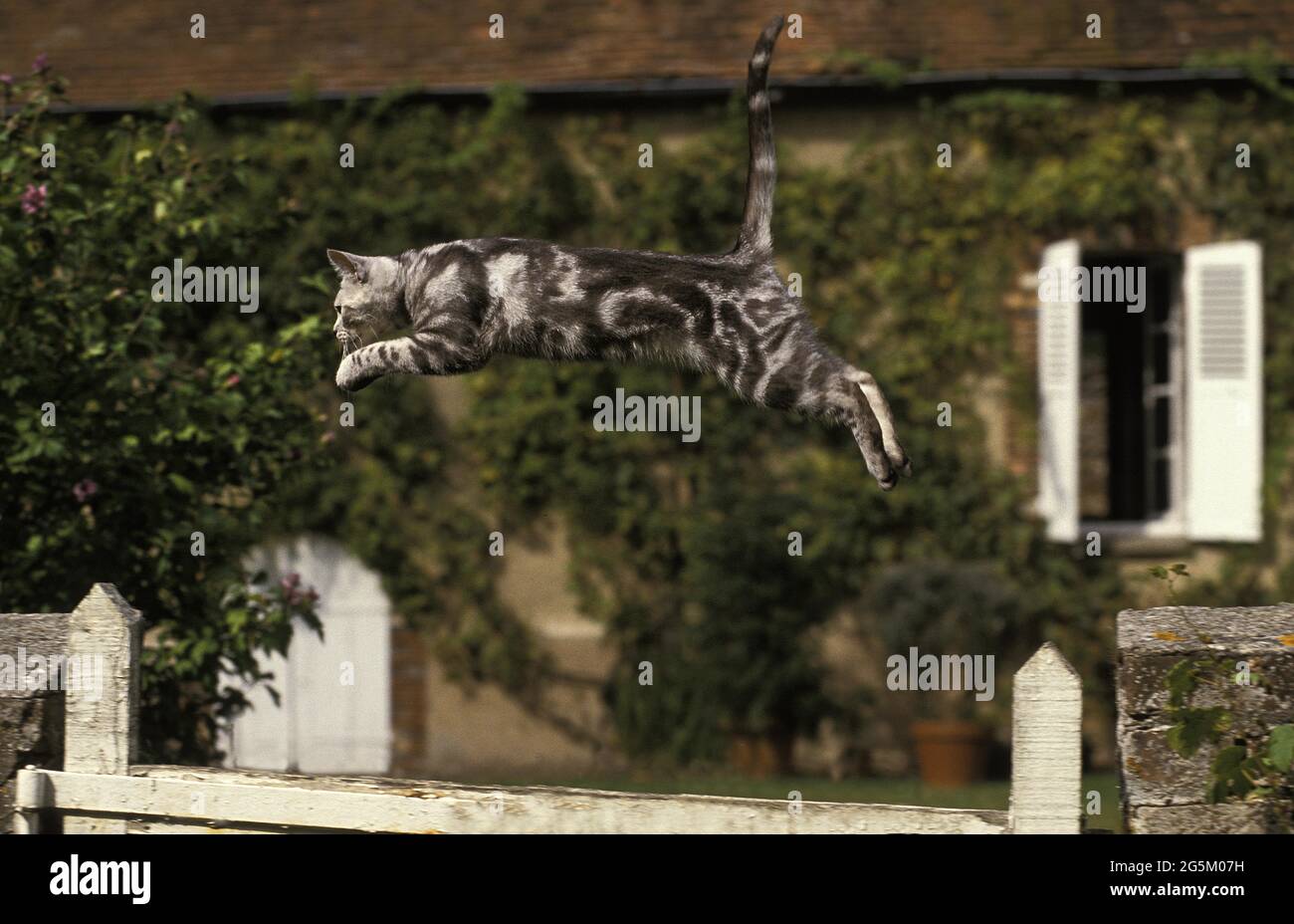 Gato doméstico americano shorthair, adulto saltando sobre cerca Foto de stock