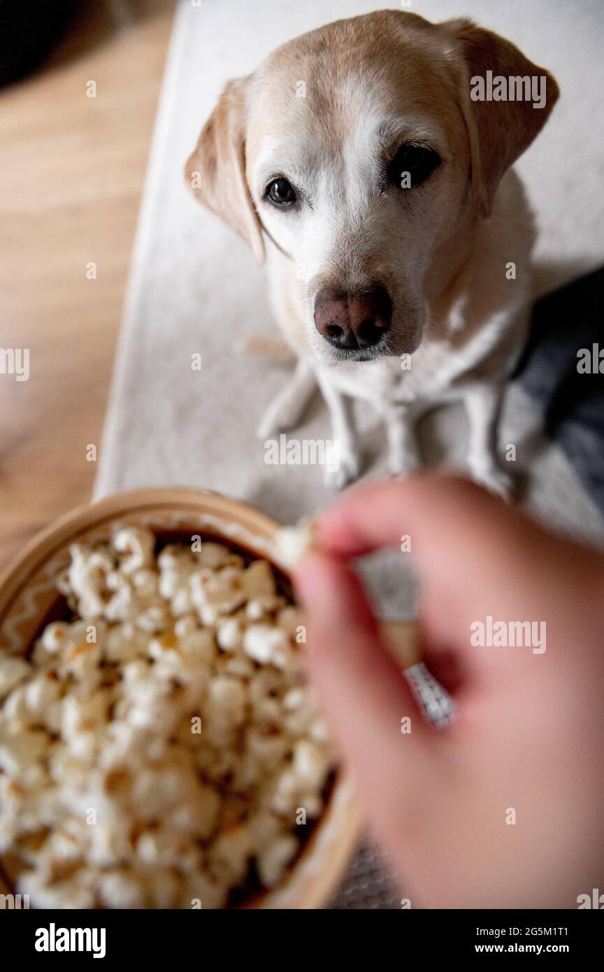 El perro pide comida. Labrador es un glotón. Un perro mayor Fotografía de  stock - Alamy