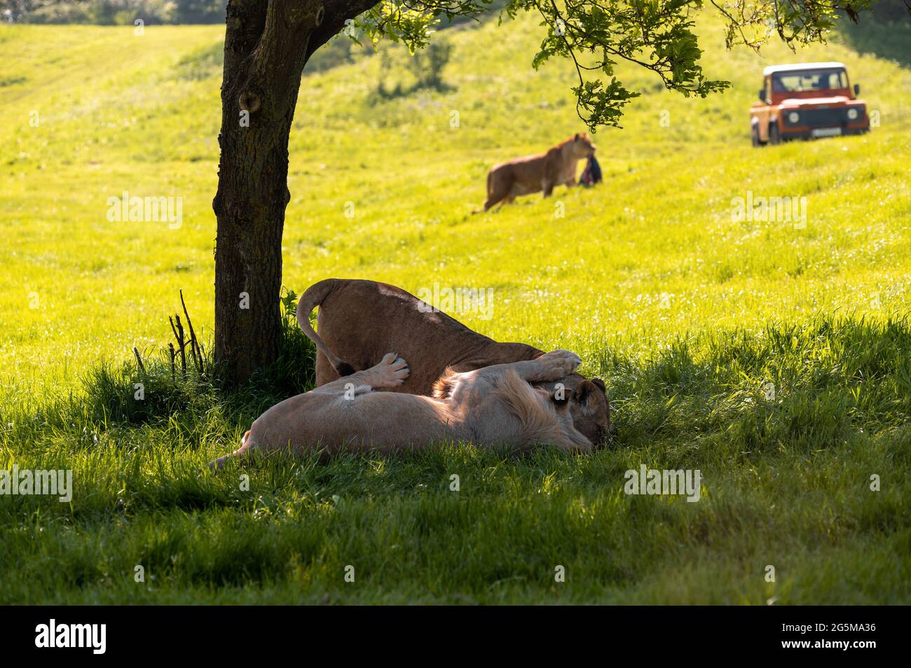 Leones descansando bajo una sombra de árbol con vehículo todoterreno 4x4 en el fondo. Foto de stock