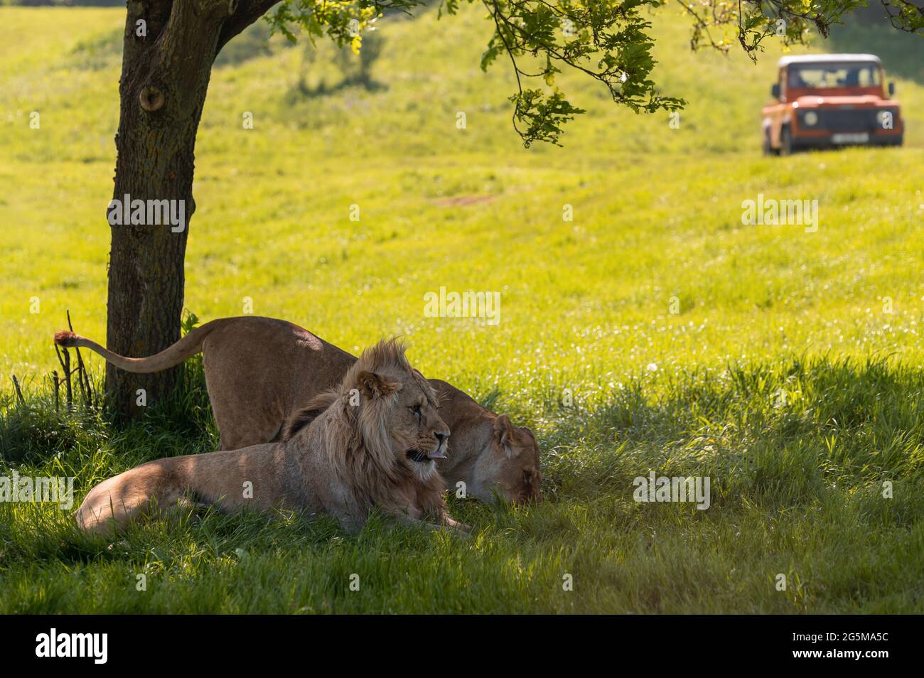 Leones descansando bajo una sombra de árbol con vehículo todoterreno 4x4 en el fondo. Foto de stock
