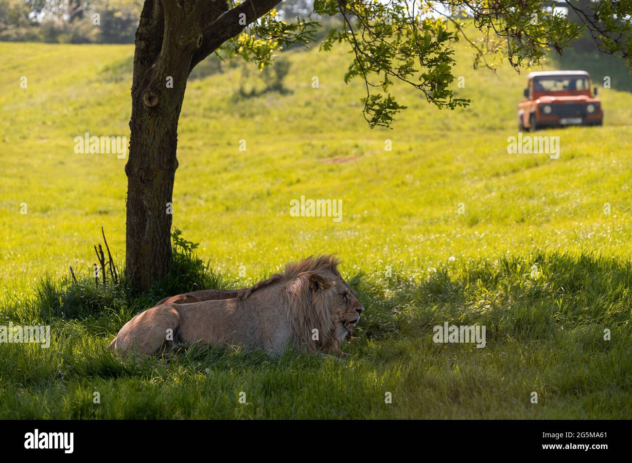 Leones descansando bajo una sombra de árbol con vehículo todoterreno 4x4 en el fondo. Foto de stock