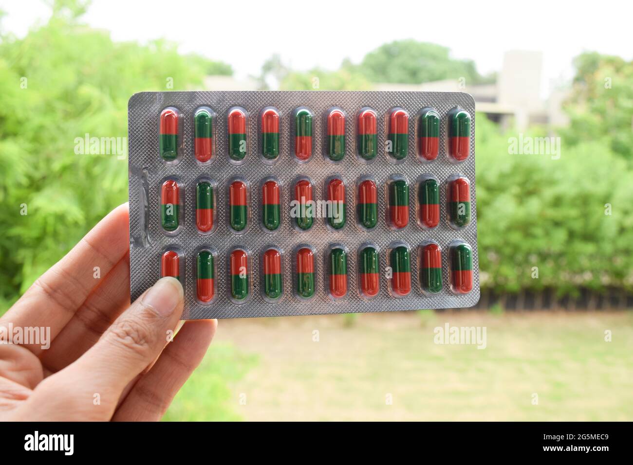 Tira de cápsulas de mesa Nilsin de 30 cápsulas. Las tabletas de medicina de holding femeninas son de color rojo y verde sobre el fondo del entorno natural. Medicina ayurvédica Foto de stock