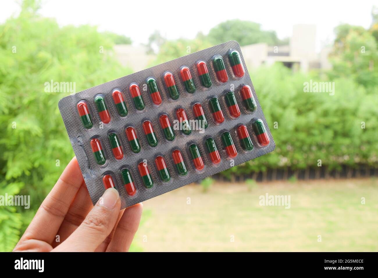 Tira de cápsulas de mesa Nilsin de 30 cápsulas. Las tabletas de medicina de holding femeninas son de color rojo y verde sobre el fondo del entorno natural. Medicina ayurvédica Foto de stock