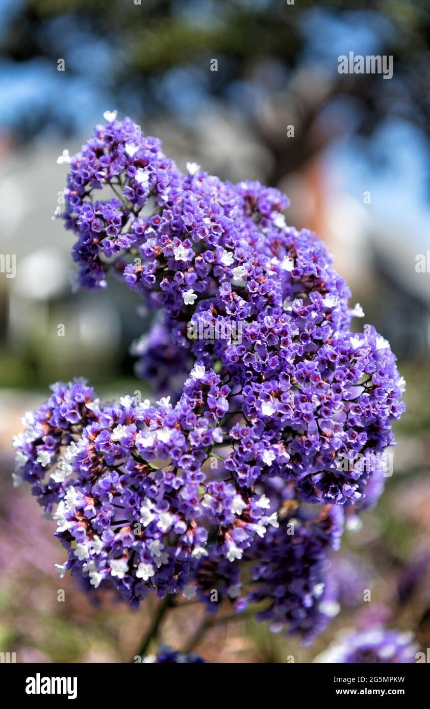 Flores en flor de color lila flores en flor de planta de fondo natural, flor  Fotografía de stock - Alamy