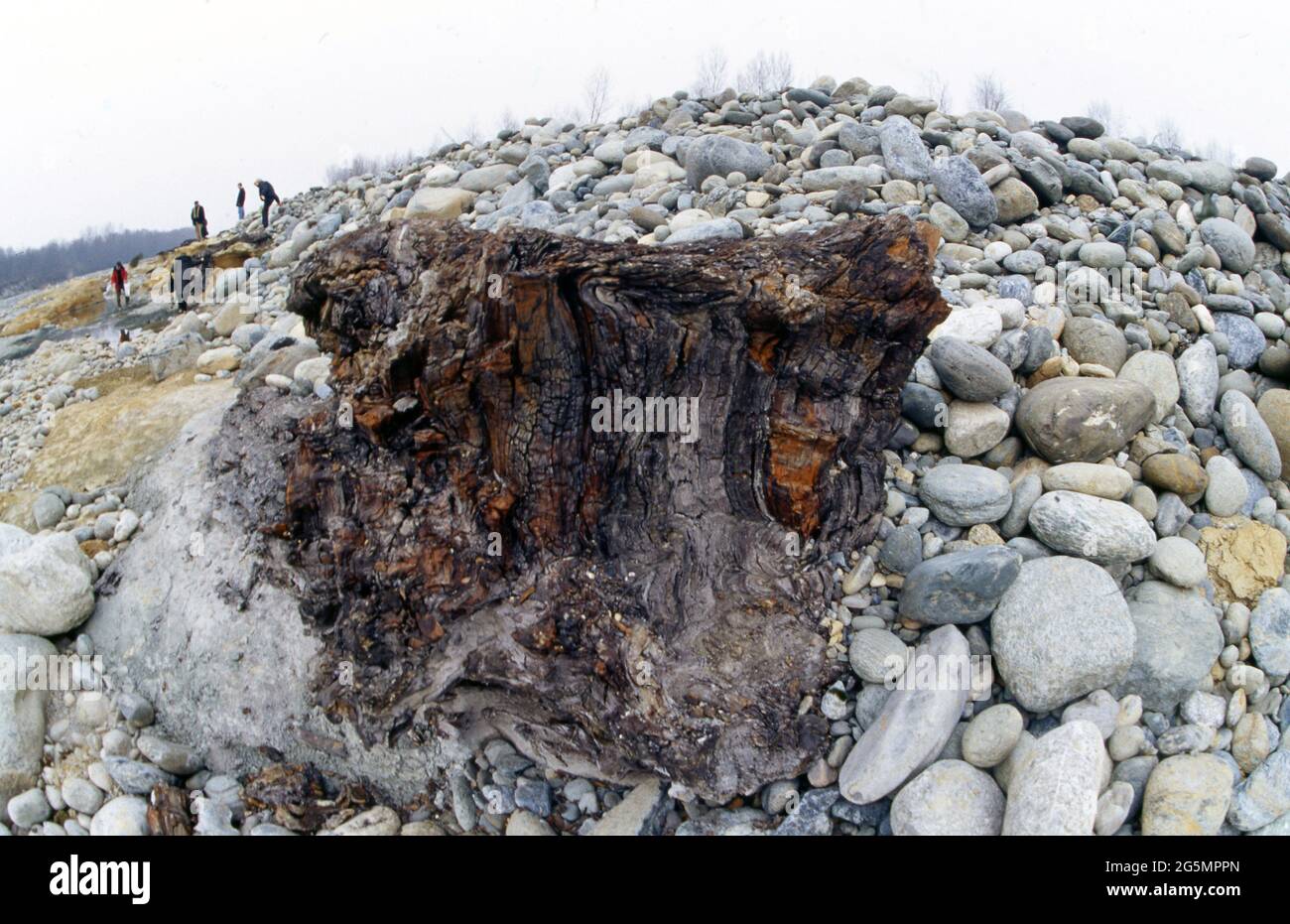 Secoie fossili nel Torrente Stura en Piemonte Foto de stock