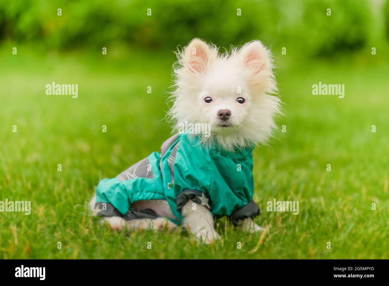 Perrito Pomeranian con ropa. Cachorro de Spitz blanco en la ropa en el  césped. Perro en un chubasquero verde Fotografía de stock - Alamy