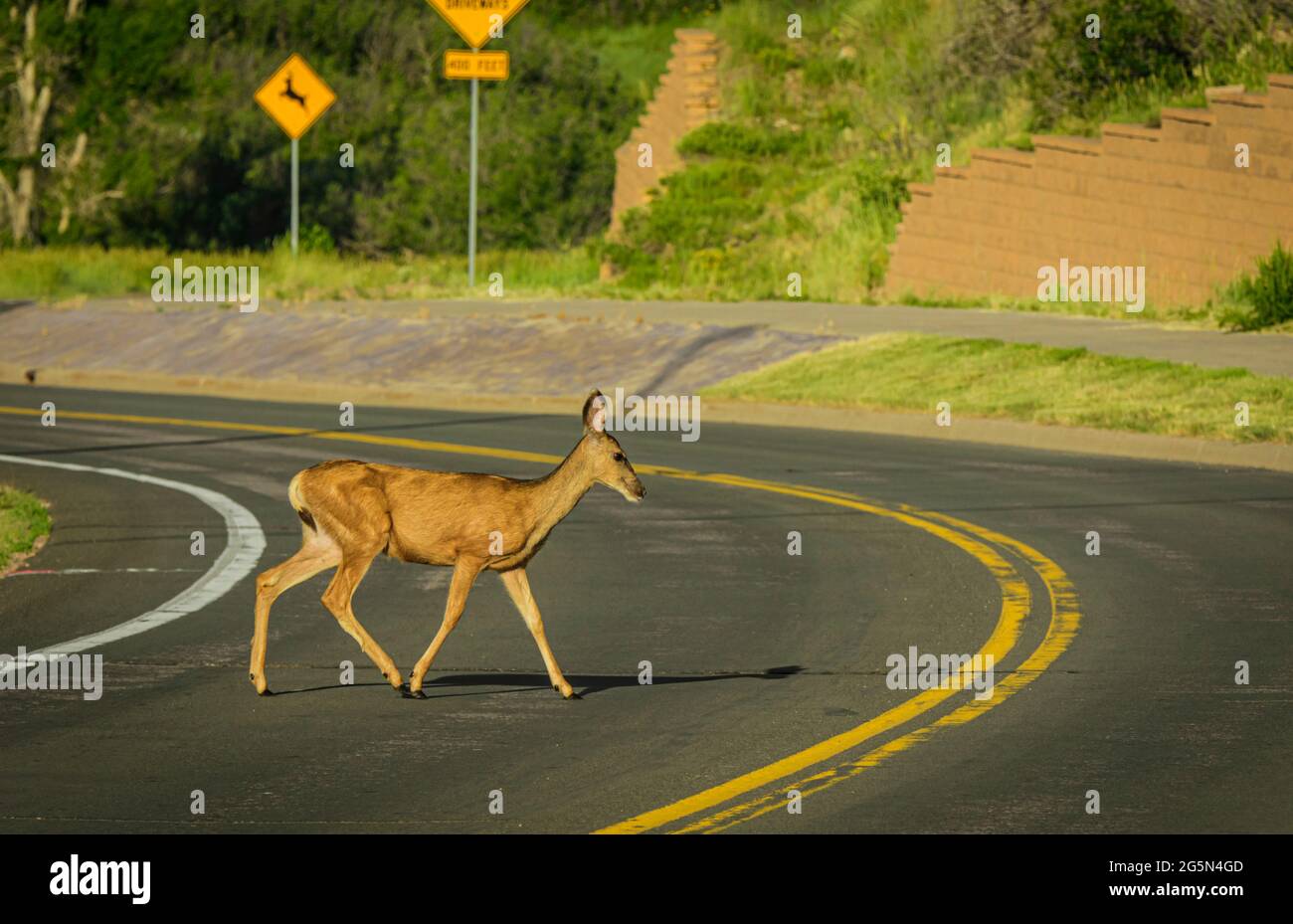 El ciervo de mula doe (Odocoileus hemionus), cruza la carretera de Colorado, la causa de muchos accidentes auto/ vida silvestre. La señal de cruce de ciervos se muestra en el fondo, Estados Unidos. Foto de stock