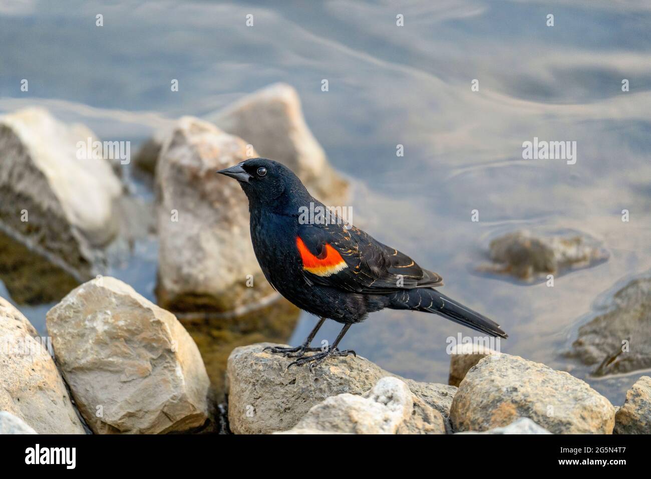 Ave negra de alas rojas, (Agelaius phoenichus), Varón, Pájaro Foto de stock