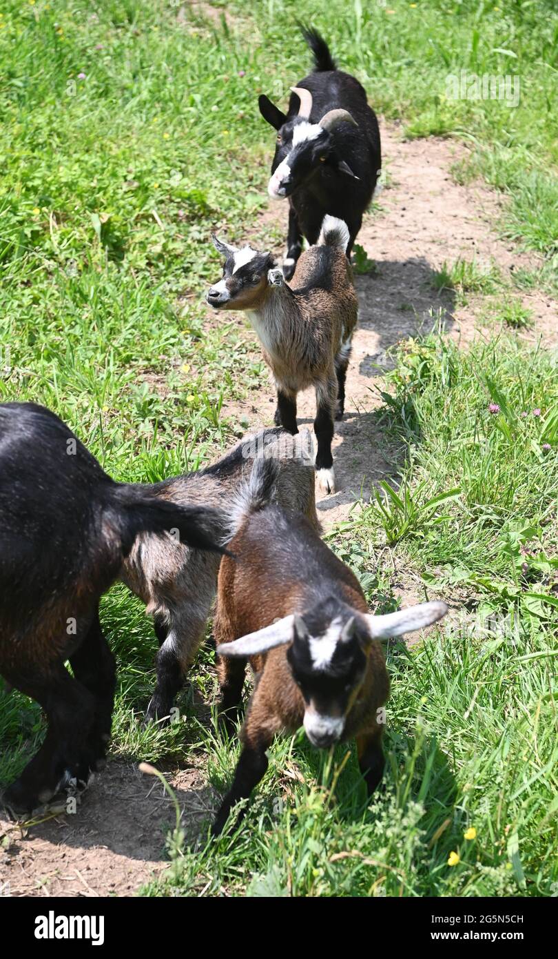 Baden Baden, Alemania. 10th de junio de 2021. Las cabras enanas se  encuentran en una zona abierta en el distrito de Varnhalt de Baden-Baden.  Las cabras pertenecen a la manada de Sebastian