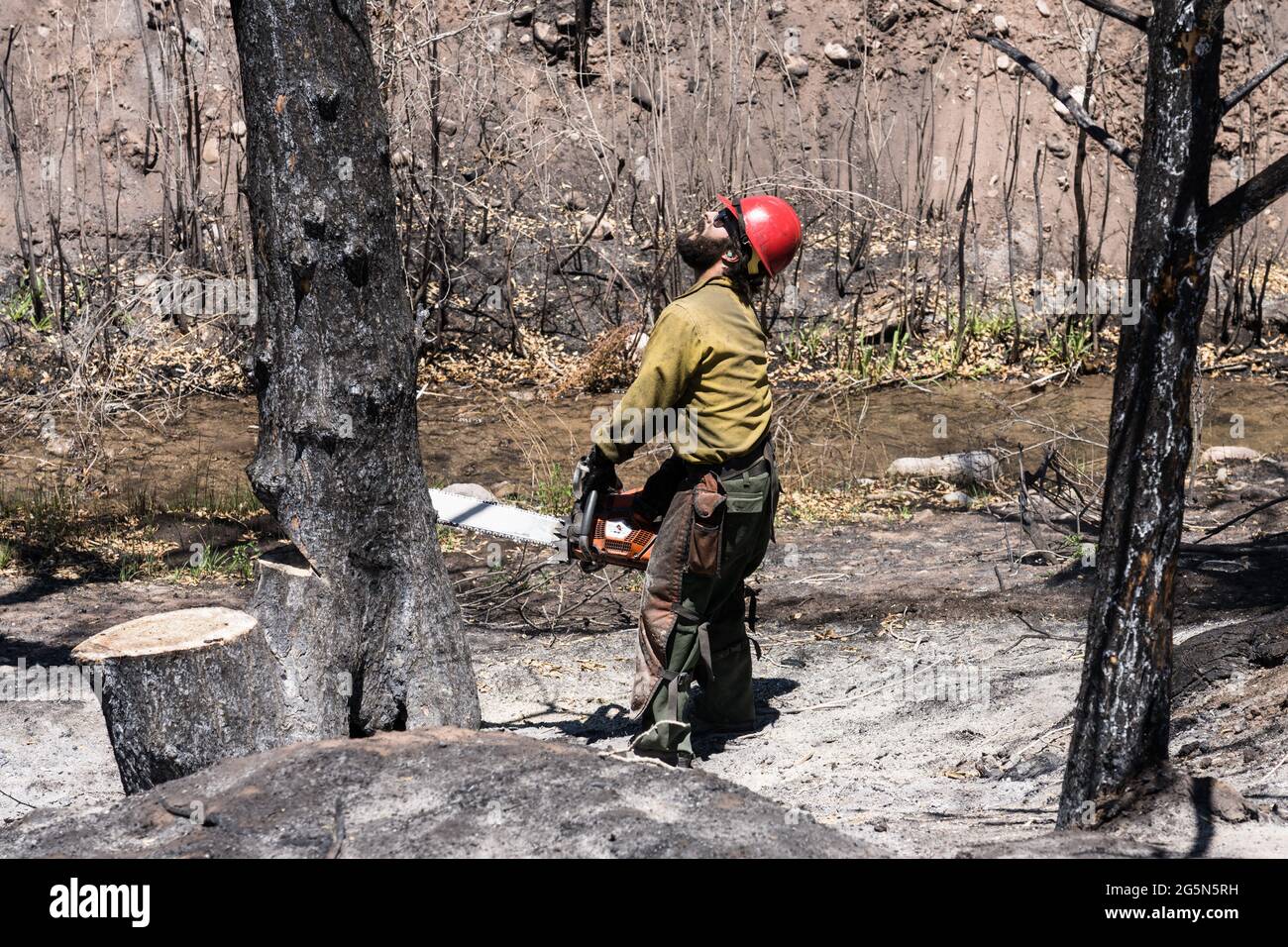 Un sawyer en un equipo de lucha contra incendios con disparos en caliente  corta un árbol dañado en un incendio forestal para mitigar su riesgo de  caer en la carretera Fotografía de
