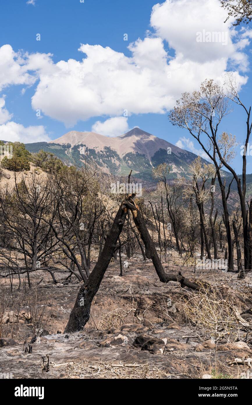 Quemó árboles de madera de algodón a lo largo de Pack Creek cerca del punto de ignición de un incendio forestal que eventualmente quemó 9.000 acres. Foto de stock