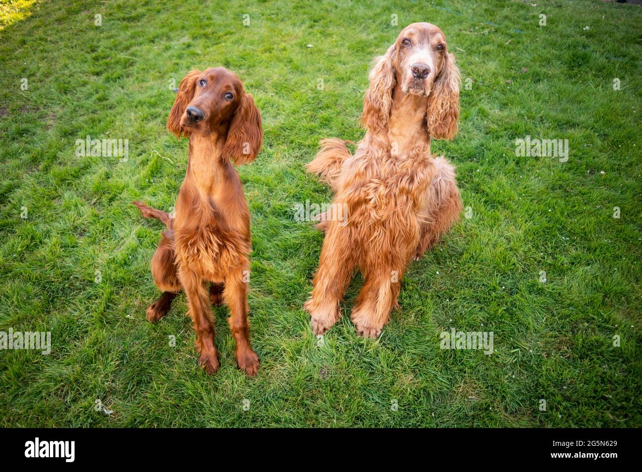 Dos Irish Setter Perros de pura raza están de pie en la hierba verde Foto de stock