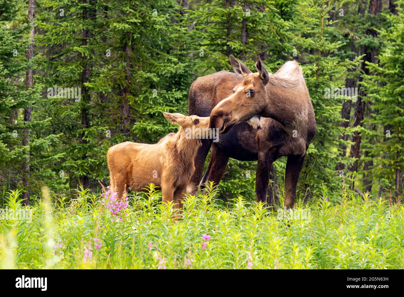 Moose Cow con Calf a el borde del bosque Foto de stock