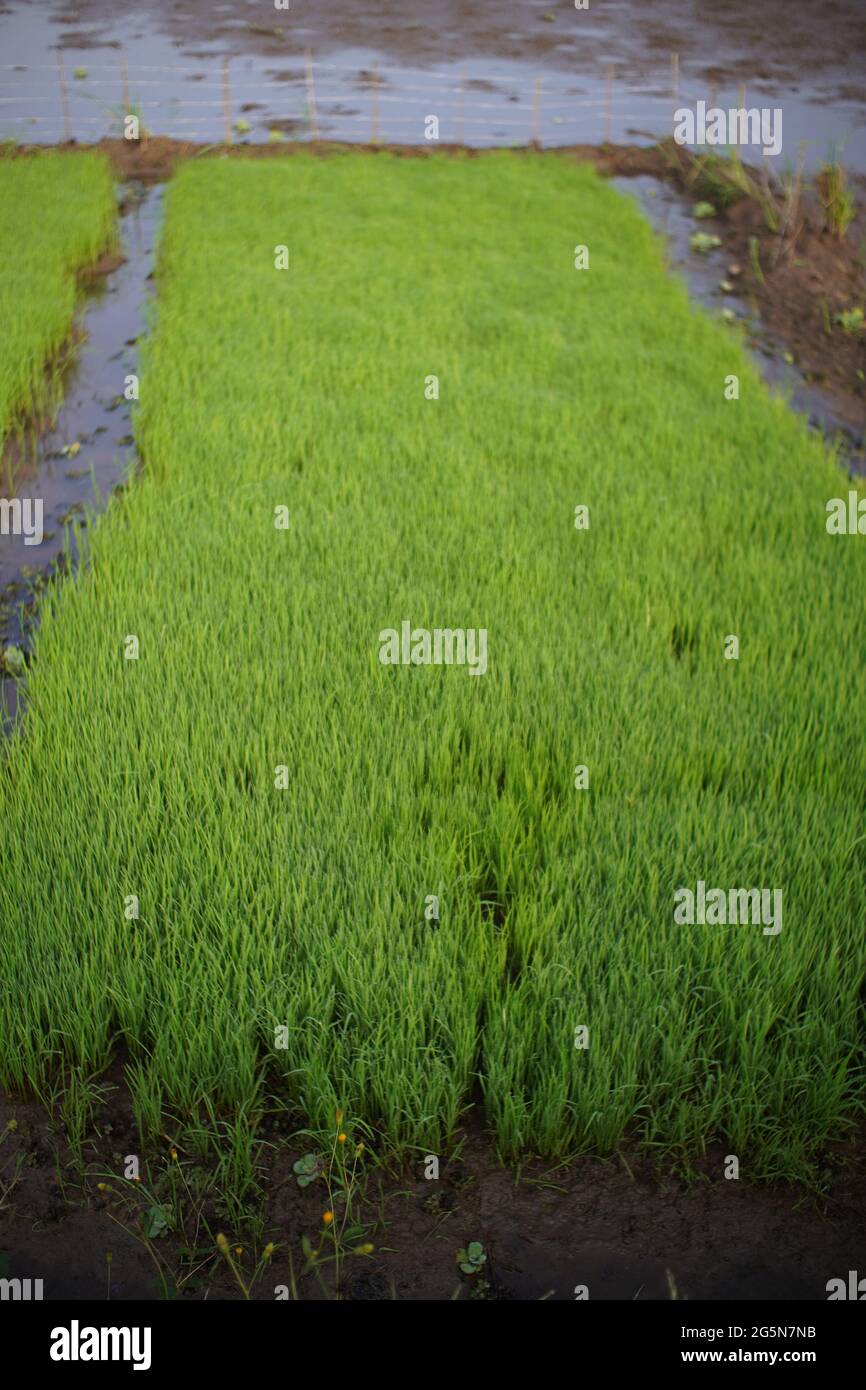 Las plantas de arroz crecen bien, los agricultores logran plantar arroz en la estación seca Foto de stock