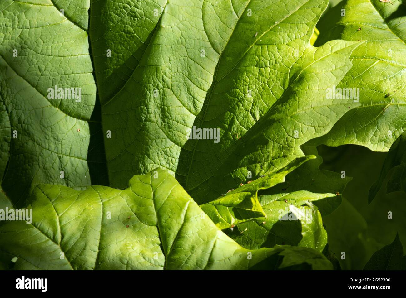 Las hojas del Ruibarbo Gigante, originario de Brasil, crecen a dimensiones impresionantes. Son una planta herbácea que forma un cúmulo y pueden cubrir 3 m de área Foto de stock