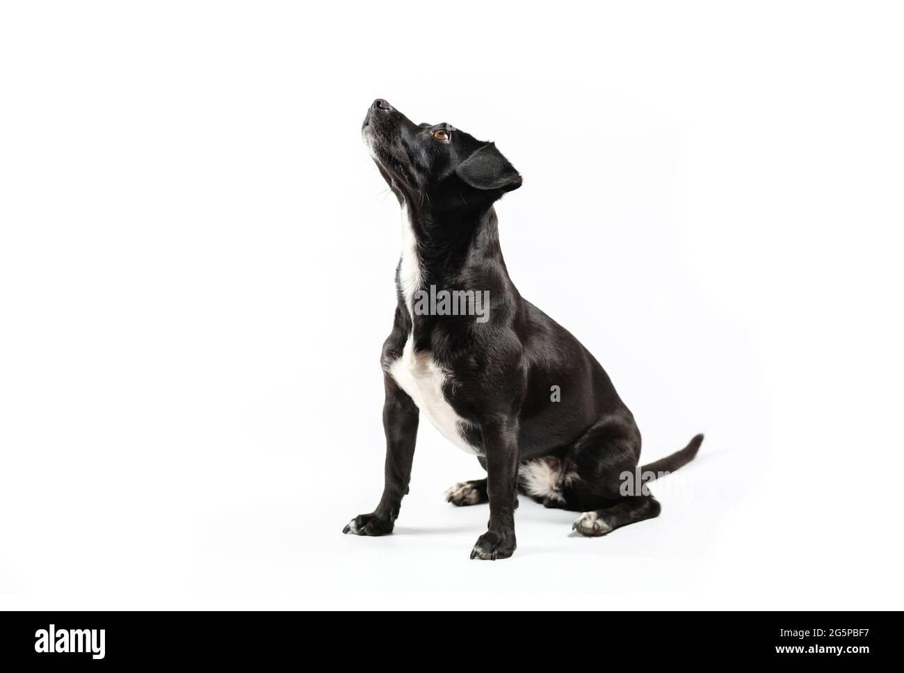 pequeño retrato de perro negro sin correa, canino de raza mixta con un curioso fondo blanco aislado Foto de stock