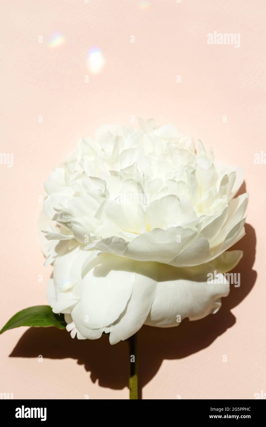 Puesta plana con flor de peonías blancas de primer plano sobre fondo de color rosa pastel Foto de stock