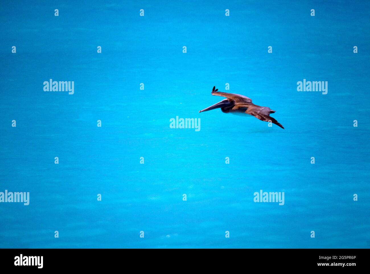 Palm Beach Barbuda Pelican Flying Foto de stock