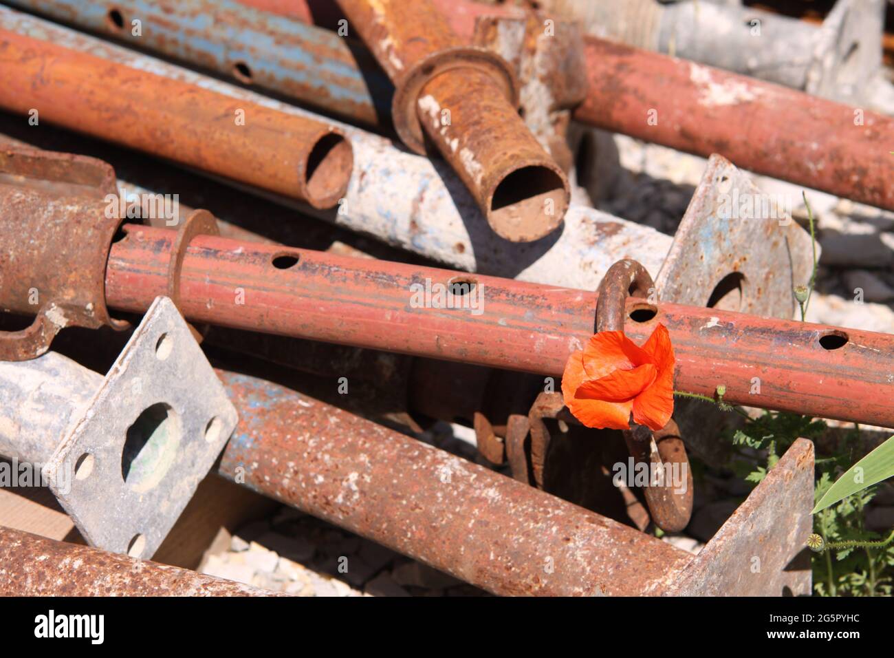 Amapola (Papaver rhoeas) crece en un sitio de construcción, Alemania Foto de stock