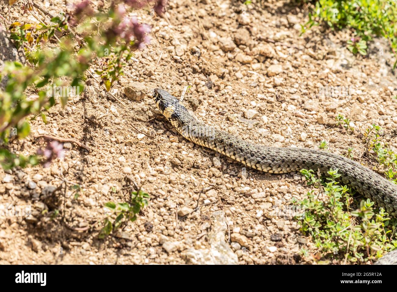 Primer plano de una serpiente de pasto que se arrastra en un jardín Foto de stock