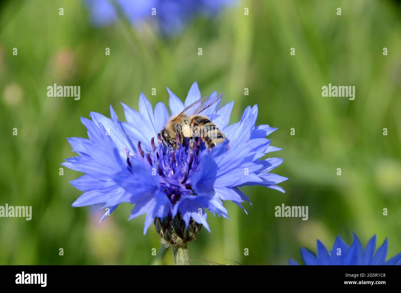Primer plano sobre flor de maíz azul, con abeja colectante de néctar. Foto de stock