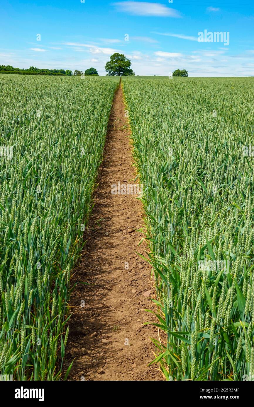Grandes campos de trigo, pan de trigo, cultivos que crecen en verano, Bedale, North Yorkshire, Inglaterra Foto de stock