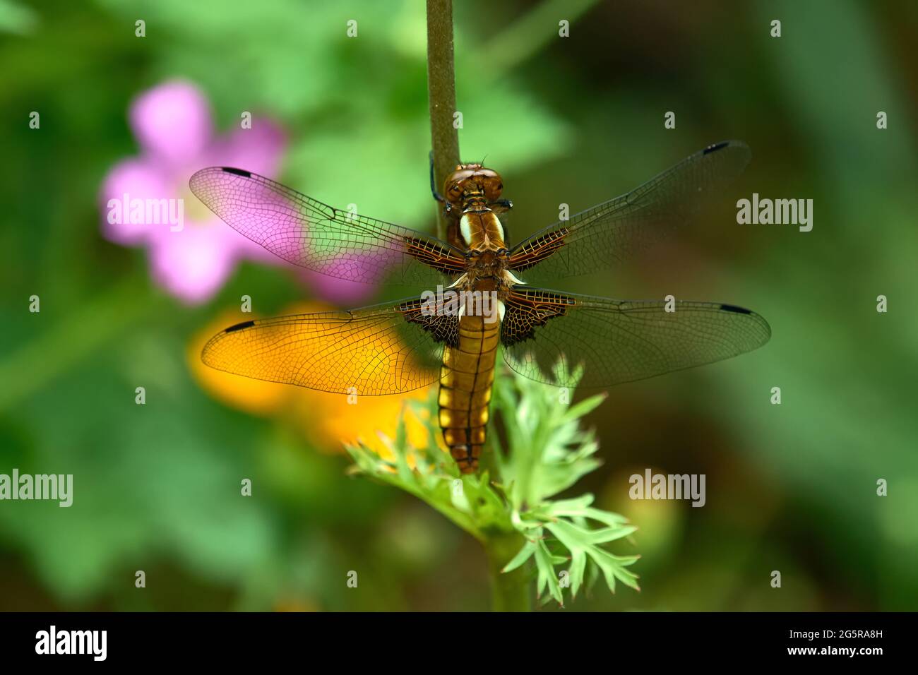 Hembra de cuerpo amplio Chaser dragonfly Foto de stock