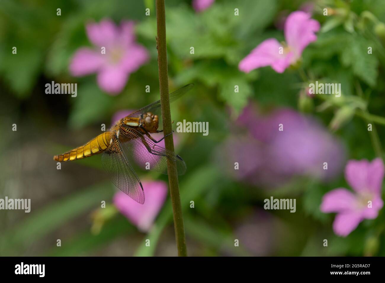 Hembra de cuerpo amplio Chaser dragonfly Foto de stock