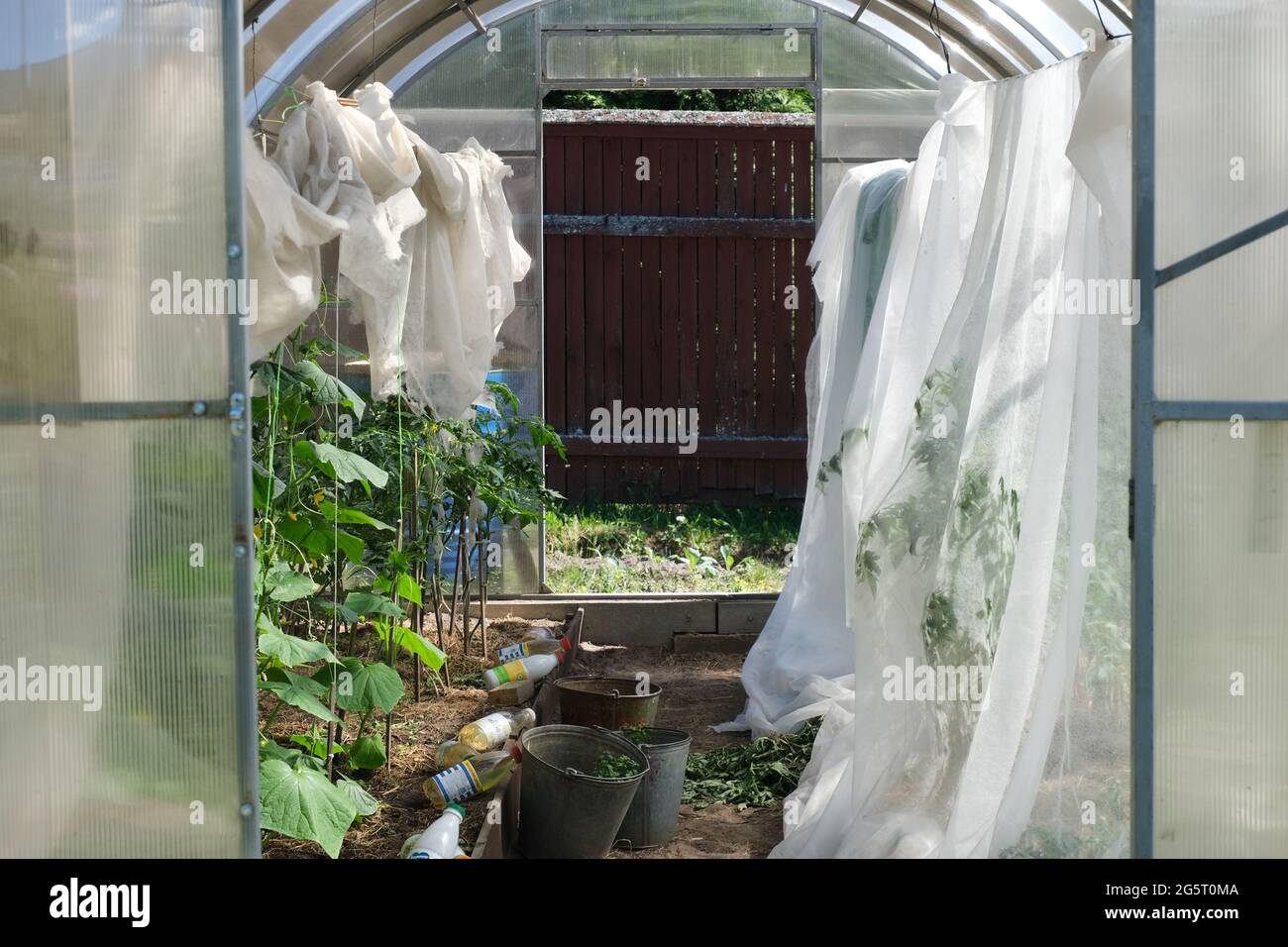 Dentro de plástico cubierto horticultura invernadero. Material de cobertura para plantas agrícolas del sol. Foto de stock